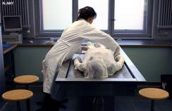 Dissection at medical school